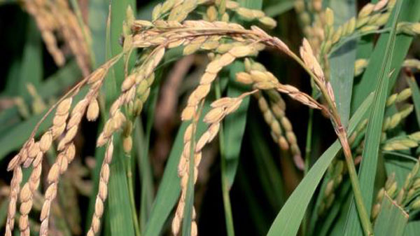 【注意報】水稲にイネいもち病（穂いもち）　県内全域で多発のおそれ　高知県