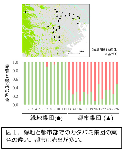 緑地と都市部でのカタバミ集団の葉色の違い。都市部は赤葉が多い。