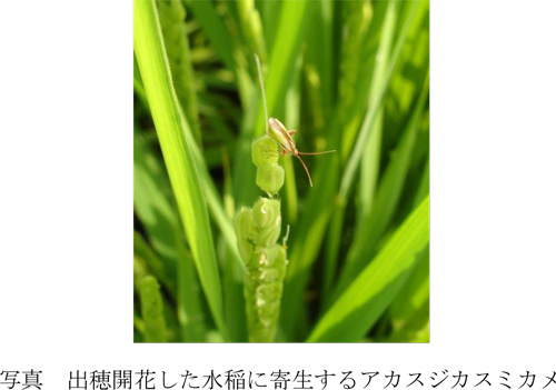 出穂開花した水稲に寄生するアカスジカスミカメ（提供：岩手県病害虫防除所）