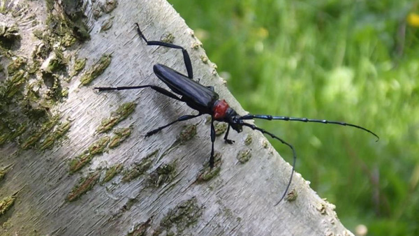 外来カミキリムシ種　迅速・確実な寄生検出法を新たに開発　農研機構