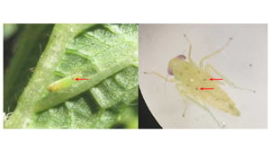 【注意報】オクラにフタテンミドリヒメヨコバイ　県内で初めて確認　徳島県
