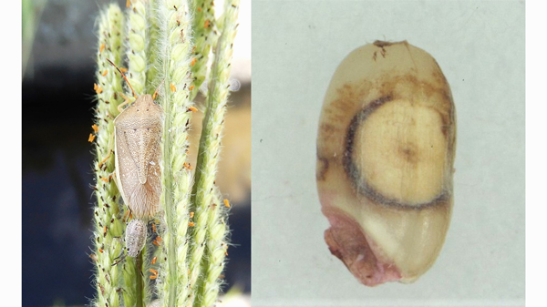 イネ科雑草穂上のイネカメムシ成虫と幼虫（左）と斑点米（カメムシによる吸汁痕）（提供：大分県農林水産研究指導センター農業研究部）
