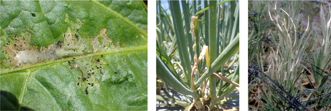 シロイチモジヨトウによる被害葉（左：大豆、中：ネギ、右：カーネーション）