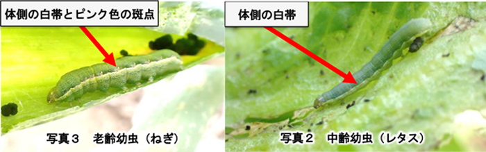 写真2：中齢幼虫（レタス）、写真3：老齢幼虫（ねぎ）（提供：栃木県農業総合研究センター）