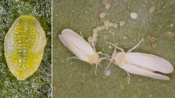 【特殊報】トマトに国内未発生の「LELCV」感染を確認　沖縄県