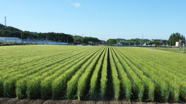 写真1：穂揃期のニューサチホゴールデン（提供：栃木県農業試験場）