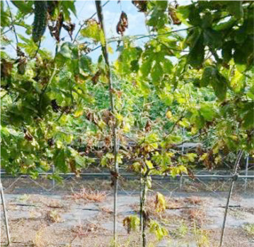 写真3：症状が進行した株（提供：群馬県農業技術センター）