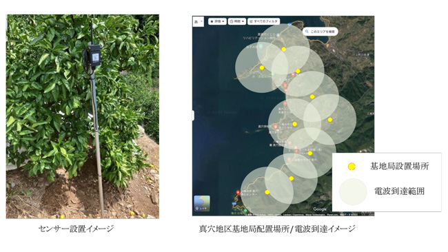 愛媛県のみかん栽培収量向上へ　スマート農業の実装検証を開始　IIJ