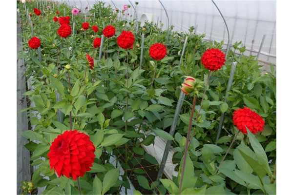 奈良県のダリア生産者ほ場における「エターニティファイヤー」試験栽培での開花状況（奈良県葛城市、2025年1月15日）