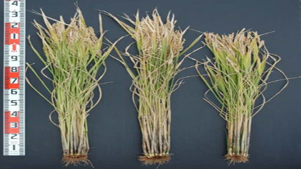 新規需要米に適した水稲新品種「あきいいな」育成　耐病性が優れ安定生産が可能に　農研機構