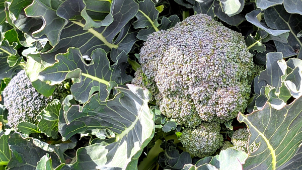 〇【注意報】あぶらな科野菜にコナガが多飛来　防除開始時期に注意　北海道.jpg
