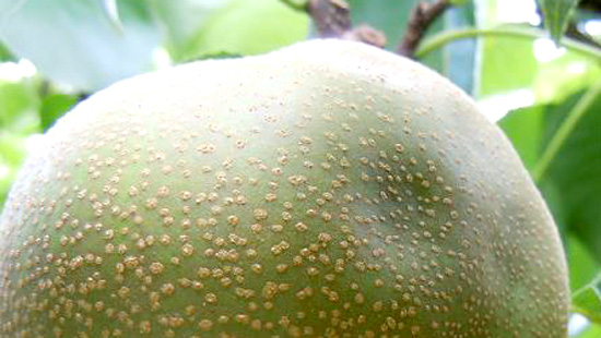 果樹カメムシ類によるなしの被害果 （写真提供：広島県西部農業技術指導所）