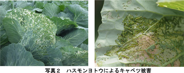 写真2：ハスモンヨトウによるキャベツ被害（提供：兵庫県病害虫防除所）