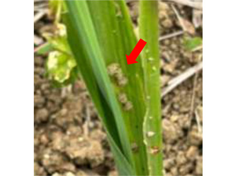 図5：葉鞘内の糞粒（提供：沖縄県病害虫防除技術センター）