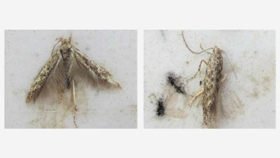 トマトキバガ（チョウ目キバガ科）　県南西部で発生　大分県