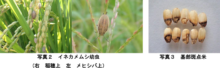 写真2：イネカメムシ幼虫。稲穂上（左）とメヒシバ上（右）と写真3：基部斑点米（提供：栃木県農業総合研究センター）