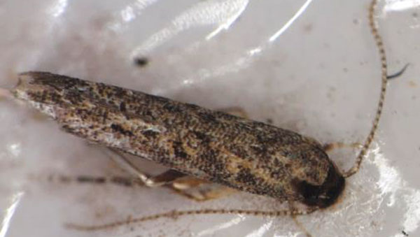 県内で誘殺されたトマトキバガの成虫（写真提供：広島県西部農業技術指導所）