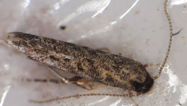 【特殊報】トマトキバガ（チョウ目キバガ科）　県内で誘殺を初確認　広島県