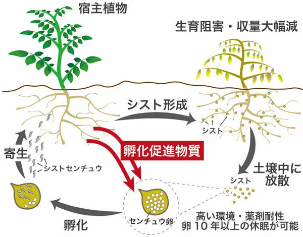 シストセンチュウの生活環