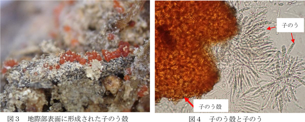 図3：地際部表面に形成された子のう殻と図4：子のう殻と子のう（提供：長崎県病害虫防除所）