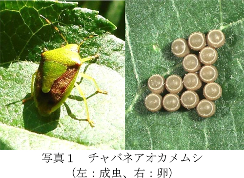 写真1：チャバネアオカメムシ。成虫（左）と卵（提供：岩手県病害虫防除所）