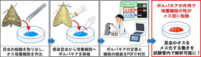 昆虫のオスをメス化する働きを試験管内で解析