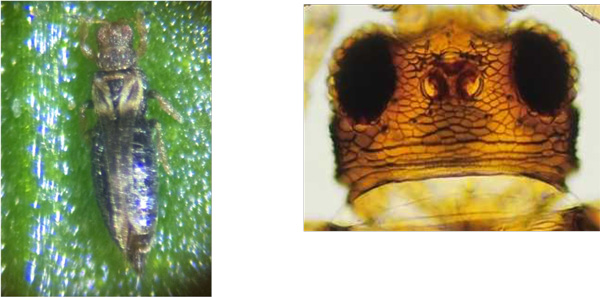左から、写真3：クリバネアザミウマ成虫、写真4：成虫頭部の網目模様（提供：茨城県病害虫防除所）