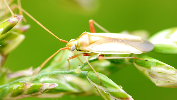 写真1：カスミカメムシ類（アカスジカスミカメ）（提供：福島県病害虫防除所）