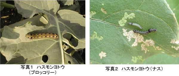 写真1：ハスモンヨトウ（ブロッコリー）、写真2：ハスモンヨトウ（ナス）（提供：埼玉県病害虫防除所）