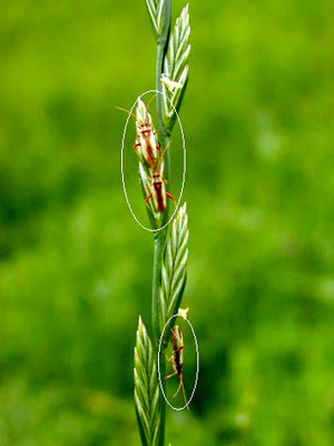 イタリアンライグラスに寄生するアカスジカスミカメ（成虫）（写真提供：岩手県病害虫防除所）