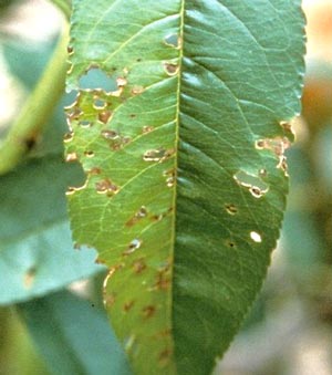 葉の病斑（写真提供：大阪府植物防疫協会）