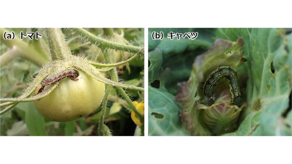 【注意報】野菜類、花き類、ダイズにオオタバコガ　県内全域で多発のおそれ　滋賀県.jpg