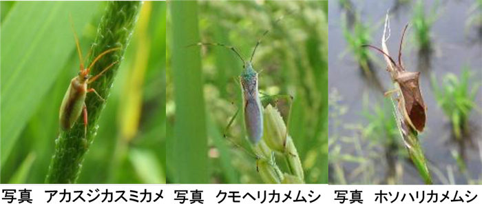アカスジカスミカメ、クモヘリカメムシ、ホソハリカメムシ（提供：宮城県病害虫防除所）
