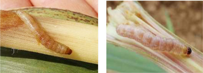 から、図5：カンシャシンクイハマキ、図6：イネヨトウ（提供：沖縄県病害虫防除技術センター）