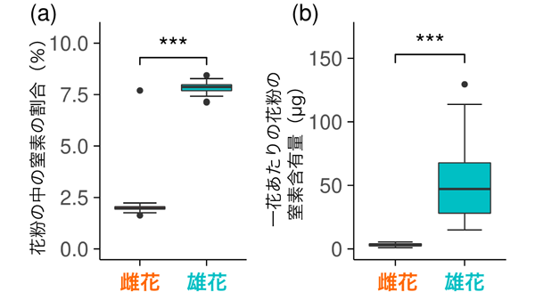図3：マタタビの雌花と雄花に含まれる花粉の中の窒素の割合（a）と、一花あたりの花粉の窒素含有量（b）。雌花花粉の窒素割合は雄花花粉の1/4で、雌花では一花あたりの花粉の窒素含有量は雄花のほんの6%にすぎない