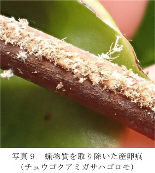 写真9：蝋物質を取り除いた産卵痕（チュウゴクアミガサハゴロモ）（提供：京都府病害虫防除所）