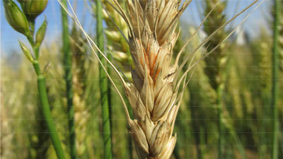 【注意報】麦類赤かび病　県内全域で多発のおそれ　大分県
