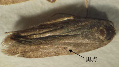 【特殊報】わけぎにイナーナネマルハキバガ　県内で初めて確認　広島県s.jpg