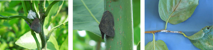 左から、写真1：カンキツ（レモン）に寄生する 成虫と幼虫、写真2：ゲッケイジュに寄生する成虫、写真3：産卵痕（カキの枝）（提供：岐阜県病害虫防除所）