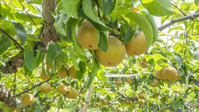 【注意報】果樹類にチャバネアオカメムシ　県下全域で多発のおそれ　茨城県