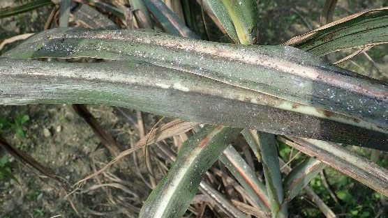 図5：葉に発生したすす病（写真提供：沖縄県病害虫防除技術センター）