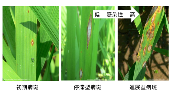 【注意報】普通期水稲に穂いもち　県内全域で多発のおそれ　大分県
