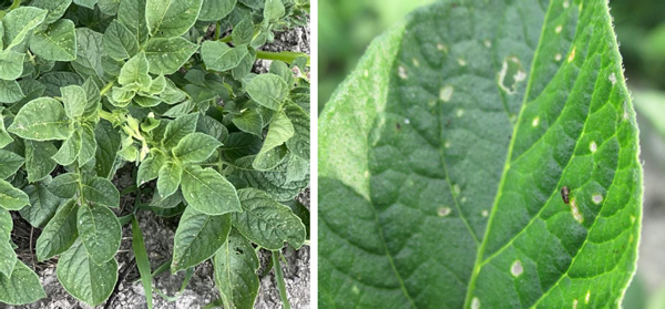ジャガイモの被害葉（右：拡大）（写真提供：香川県病害虫防除所）