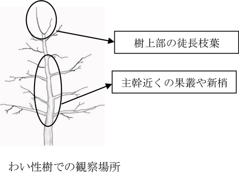 わい性樹での観察場所