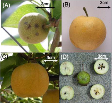 図1：（A）黒星病の発生した果実（幼果）、（B）ニホンナシ在来品種「巾着」、（C）黒星病抵 抗性品種「ほしあかり」、（D）日本に自生するウスリーナシ