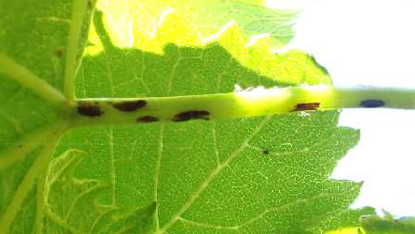 葉柄に発病したブドウ黒とう病（写真提供：愛知県農業総合試験場）