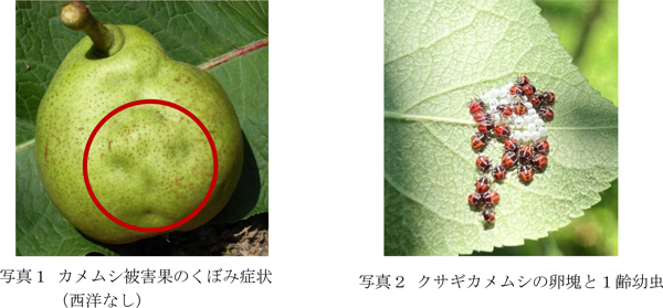 写真1：カメムシ被害果のくぼみ症状（西洋なし）と写真：2クサギカメムシの卵塊と1齢幼虫（提供：山形県病害虫防除所）