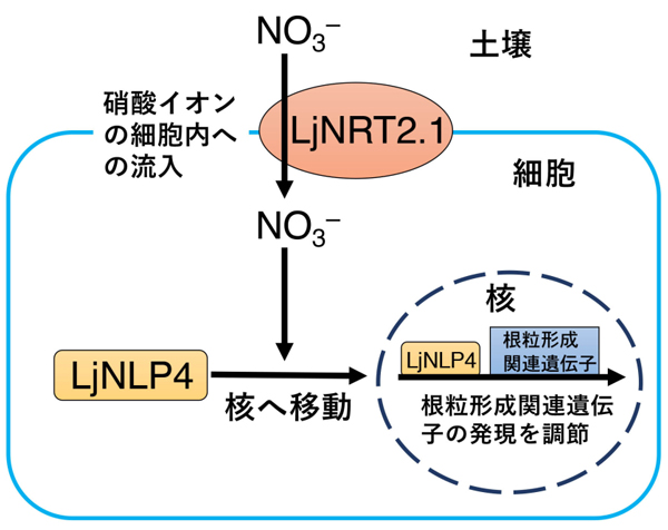 硝酸イオン（NO3−）の取り込みを介した根粒形成関連遺伝子の発現調節モデル