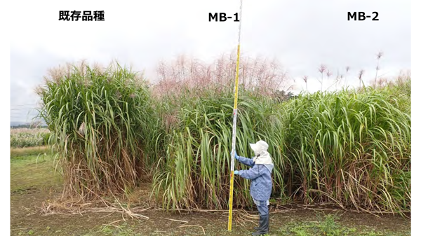 バイオマス植物として有用「オギススキ」の新品種を開発　農研機構