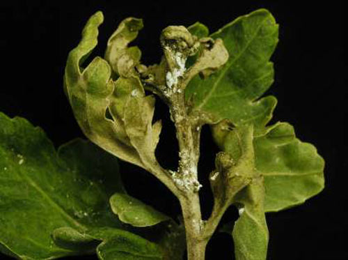 キクに寄生するクロテンコナカイガラムシと生長点の萎縮症状（写真提供：兵庫県病害虫防除所）